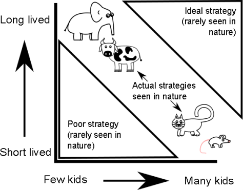 Reproduction and lifespan tradeoff more detail